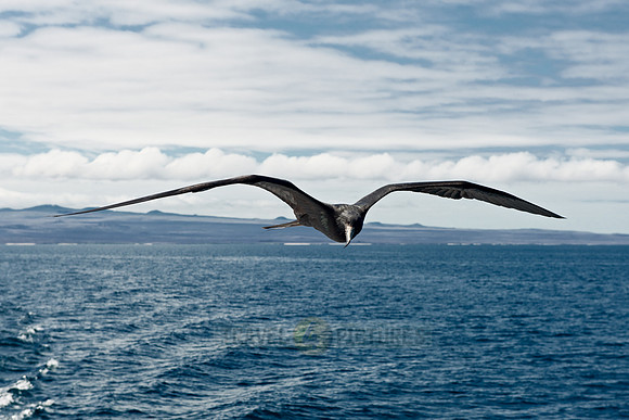 flying Frigatebird