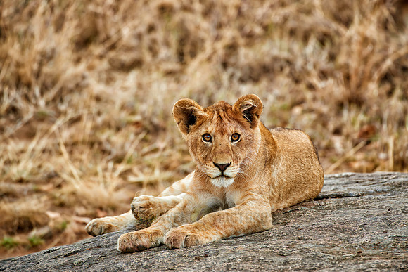 cute lion cub