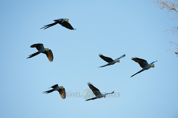 flying Hyacinth Macaws