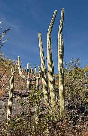 landscape with cacti