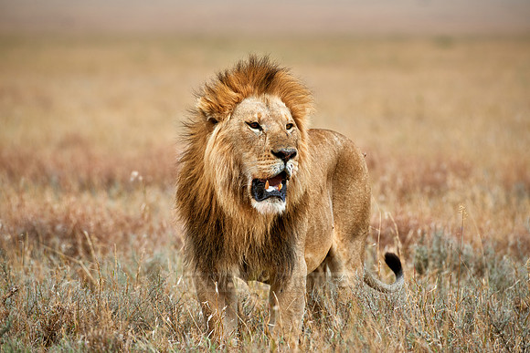 huge male lion walking
