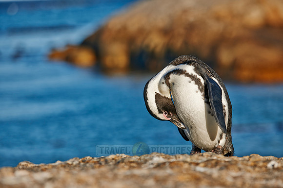 African Penguin
