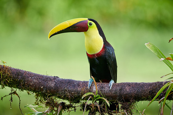 chestnut-mandibled toucan or Swainson's toucan