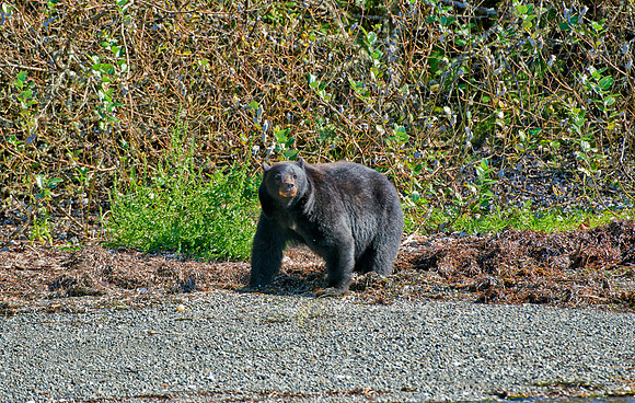 huge male American black bear