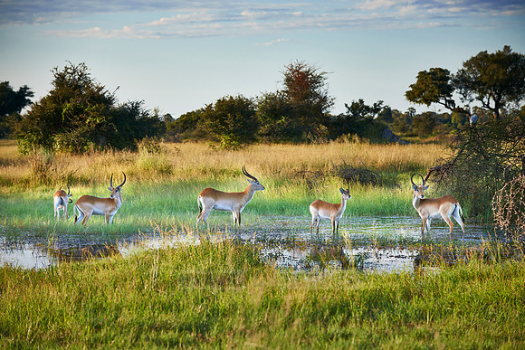 Red lechwe