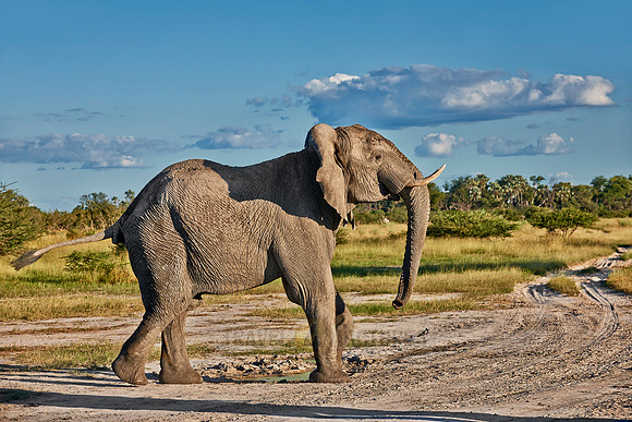 aggressive male African elephant