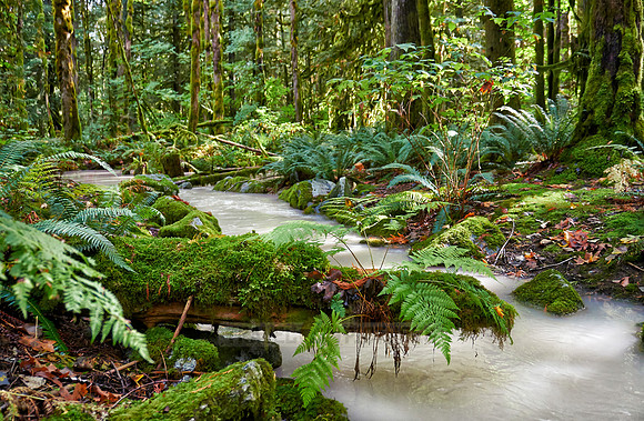milky river in Great Bear Rainforest