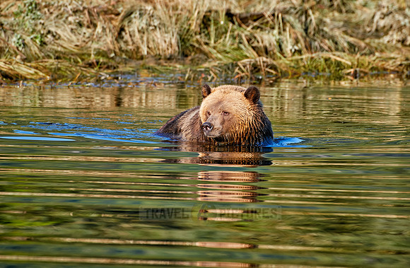 Grizzly bear at Knight Inlet