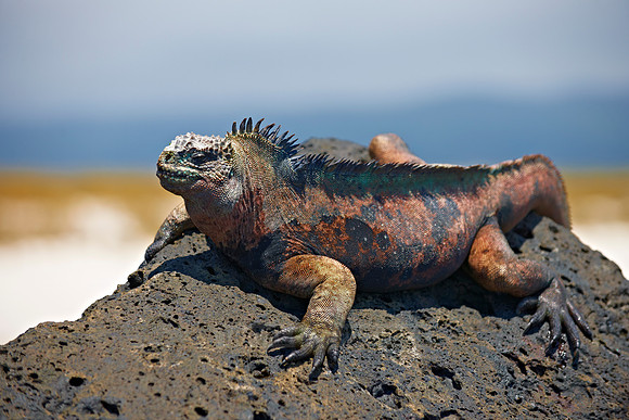 Marine Iguana on cliff