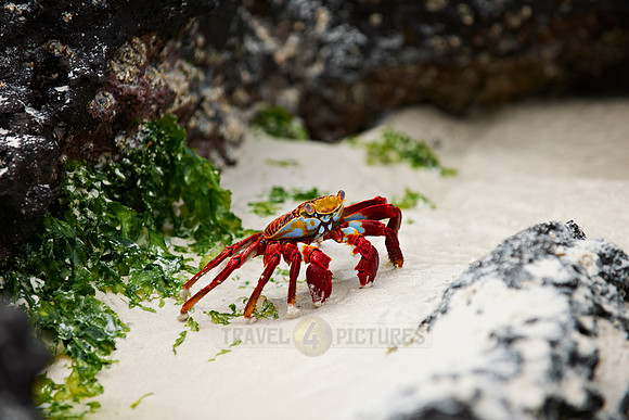 red rock crab, Grapsus grapsus