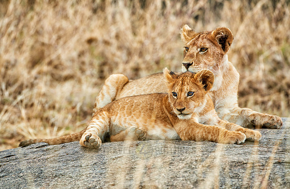 cute ​lion cub