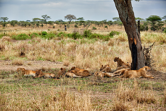 group of lions resting after a dirty kill