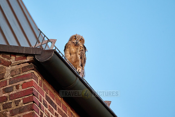 Eurasian eagle-owl (Bubo bubo), fledgling on a roof of a church