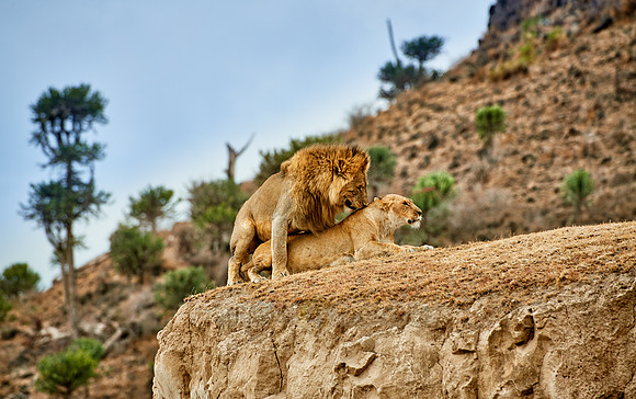 mating lions in Ngorongoro crater