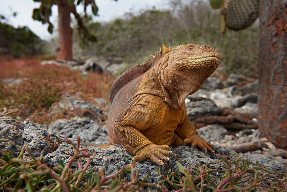 Galapagos Land Iguana