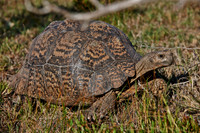 leopard tortoise