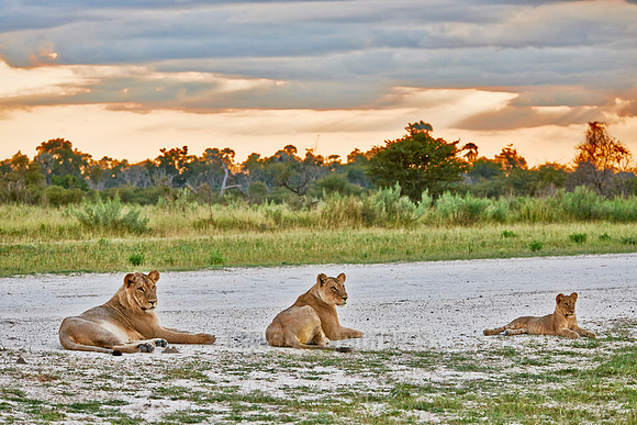 three young lions