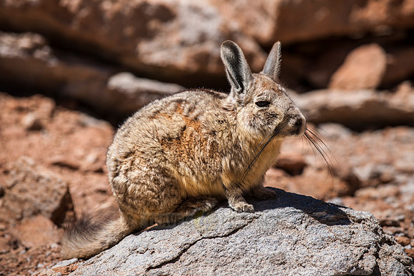 Mountain Viscacha