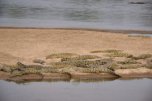 Large group of Nile crocodiles (Crocodylus niloticus) on a sandbank of the Luangwa River