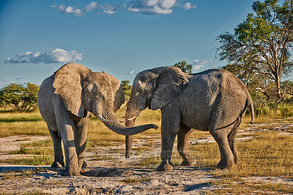 two fighting male African elephants