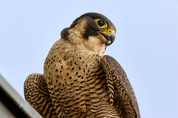 portrait female Peregrine Falcon on a church roof