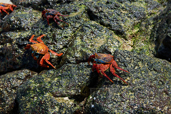 red rock crab, Grapsus grapsus