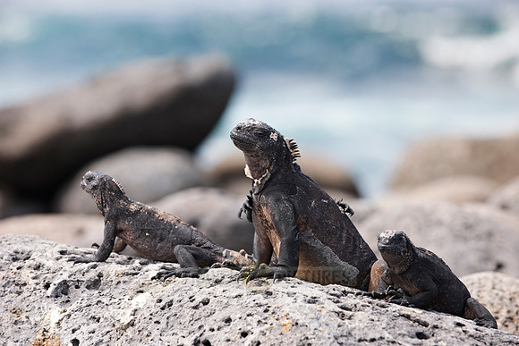 endemic Marine Iguana