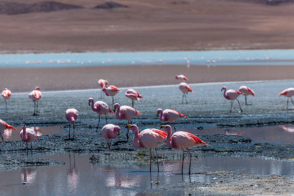 laguna hedionda