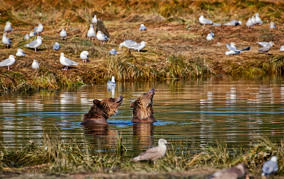 Grizzly bear at Knight Inlet