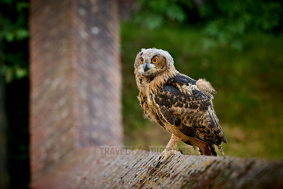 young Eurasian eagle-owl (Bubo bubo)| on a wall
