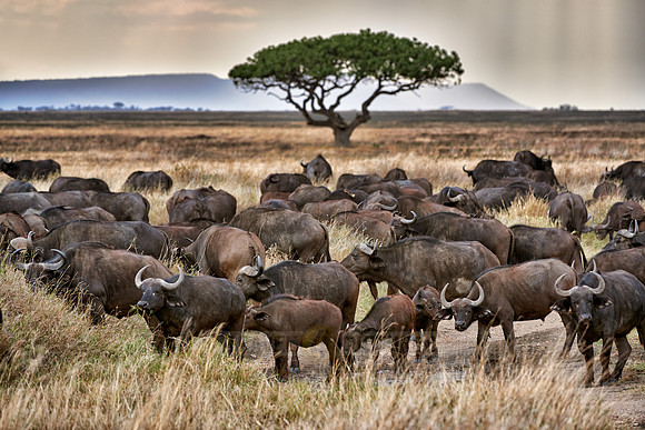 herd of African buffalos at sunset