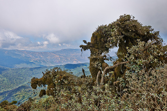 cloud forest of La Siberia