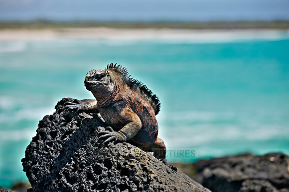 Marine Iguana on cliff