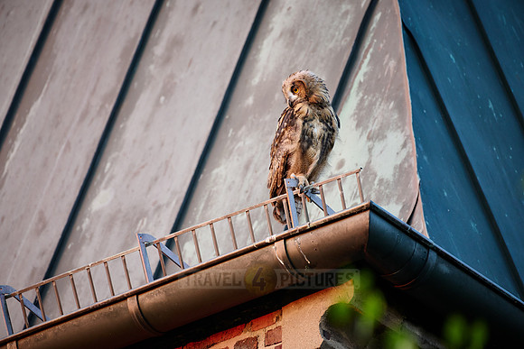 Eurasian eagle-owl (Bubo bubo), fledgling on a roof of a church