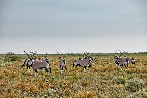 Gemsbok