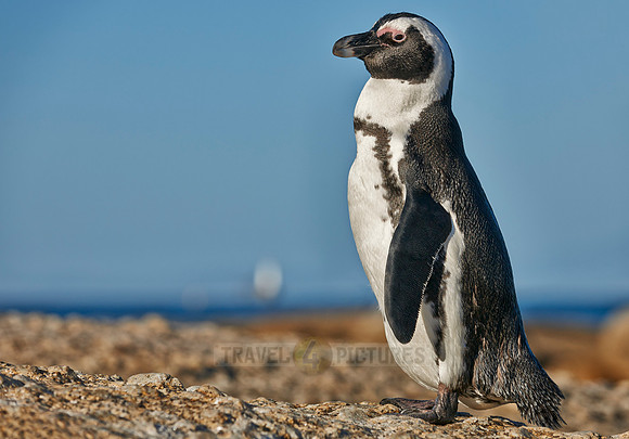 African Penguin