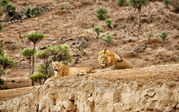 mating lions in Ngorongoro crater