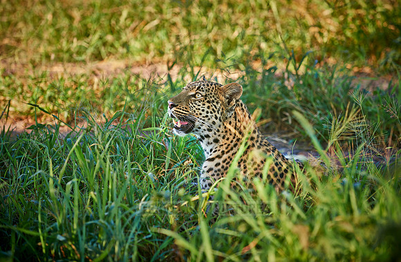 leopard (Panthera pardus)