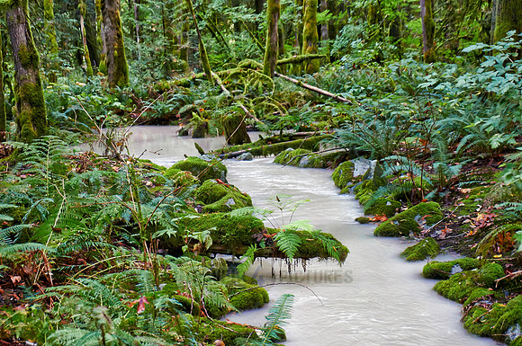 milky river in Great Bear Rainforest
