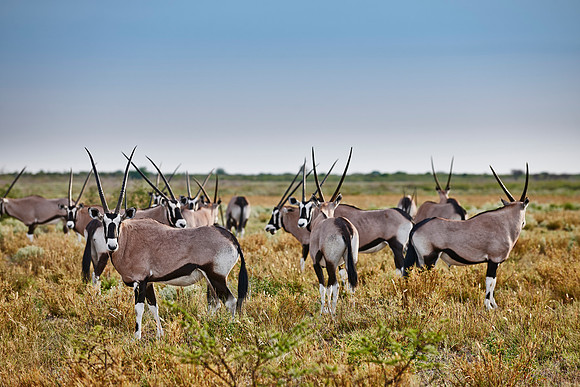 Gemsbok