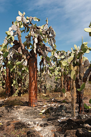 Galapagos giant cactus
