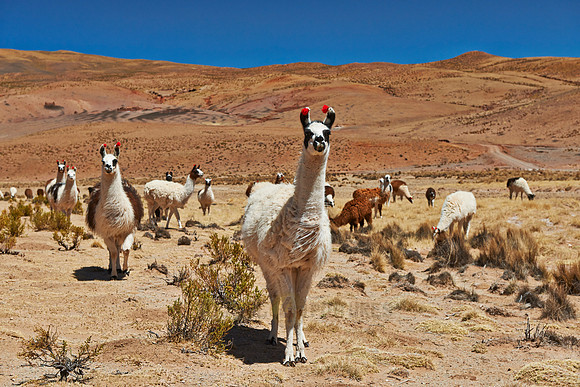 Llama (Lama glama)