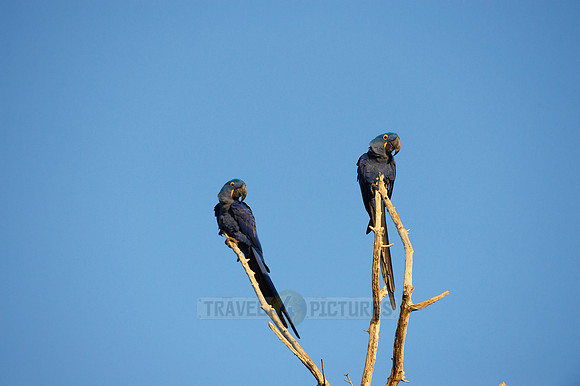 Hyacinth Macaws