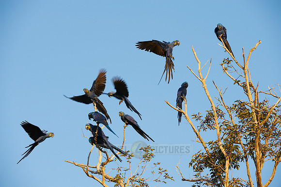 Hyacinth Macaws