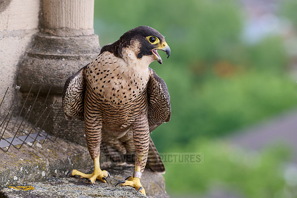 portrait female Peregrine Falcon on a church roof