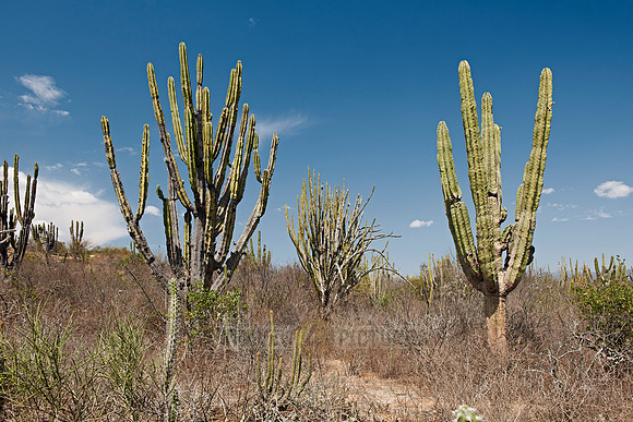 cacti forest