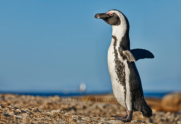 African Penguin