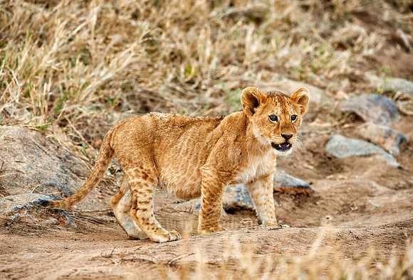 cute ​lion cub