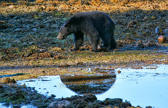 young American black bear