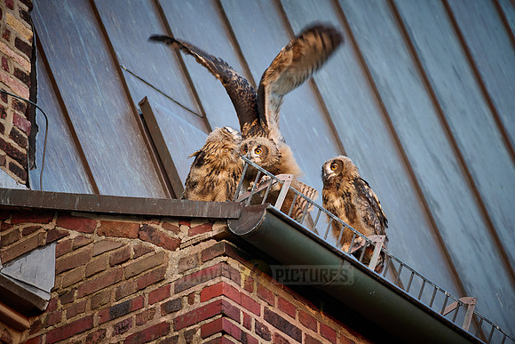 Eurasian eagle-owl (Bubo bubo), three fledglings on a roof